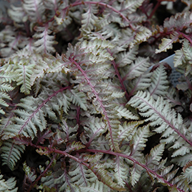 Regal Red Painted Fern #1 gallon pot