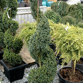 Green Mountain Boxwood (spiral form) #6 gallon pot - Spiral Topiary