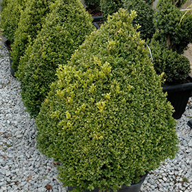 Green Mountain Boxwood (pyramid form) #6 gallon pot