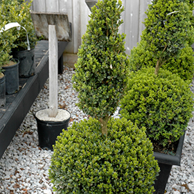 Green Mountain Boxwood (poodle form) #3 gallon pot - 2 Ball Poodle