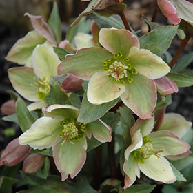 Ivory Prince Hellebore #1 gallon pot