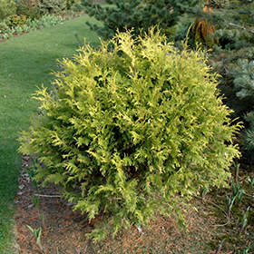 Golden Globe Arborvitae #3 gallon pot
