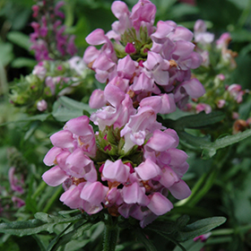 Summer Daze Self Heal 4.25"/quart pot