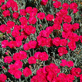 Frosty Fire Pinks 4.25"/quart pot