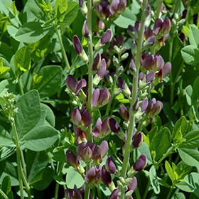 Twilite Prairieblues False Indigo #2 gallon pot