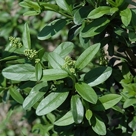 California Privet #3 gallon pot