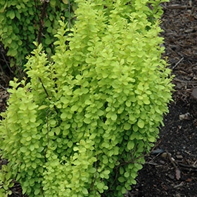 Sunjoy Gold Pillar Japanese Barberry #2 gallon pot - Proven Winners