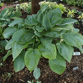 Shadowland Empress Wu Hosta #1.5 gallon pot - Proven Winners
