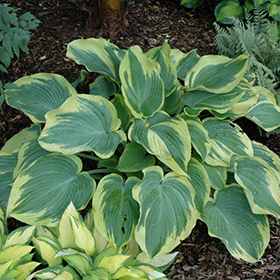 Earth Angel Hosta #2 gallon pot