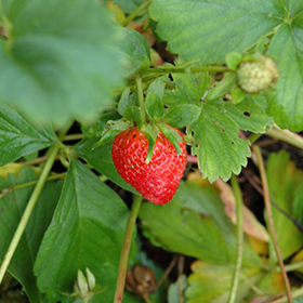 Eclair Strawberry 4.25"/quart pot - Chef Jeff