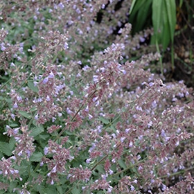 Cat's Meow Catmint #1.5 gallon pot - Proven Winners