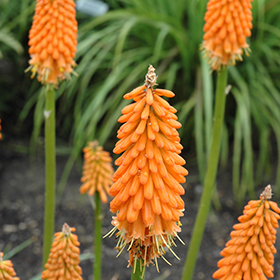 First Sunrise Torchlily #2 gallon pot