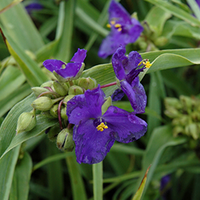 Zwanenburg Blue Spiderwort #2 gallon pot