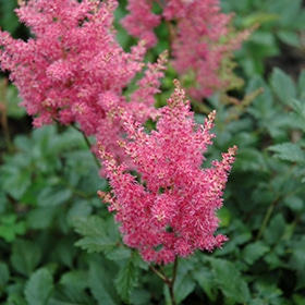 Rheinland Astilbe #1.5 gallon pot