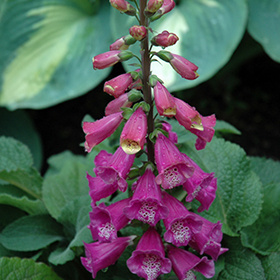 Candy Mountain Foxglove #1 gallon pot