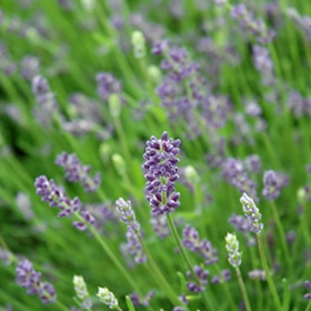 Essence Purple Lavender #2 gallon pot