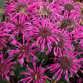 Balmy Purple Beebalm #1 gallon pot