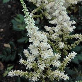 Visions in White Chinese Astilbe #1.5 gallon pot