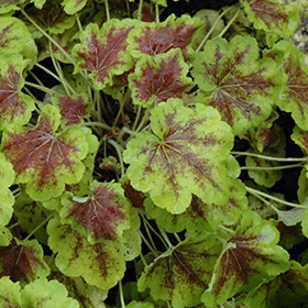 Solar Eclipse Foamy Bells #1 gallon pot