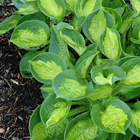 Pocketful Of Sunshine Hosta #1 gallon pot