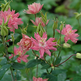 Clematis-Flowered Columbine #2 gallon pot