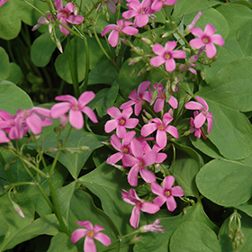 Pink Wood Sorrel #1 gallon pot