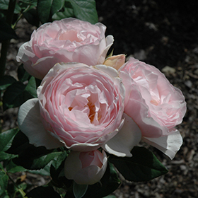 Earth Angel Parfuma Rose #3 gallon pot