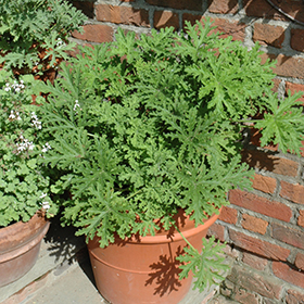 Citrosa Geranium 4.25"/quart pot - Chef Jeff