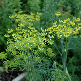 Dill 3.25"/pint pot - Chef Jeff