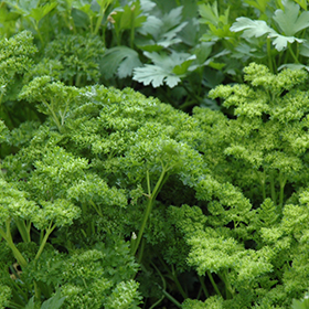 Curly Parsley 4.25"/quart pot - Caterpillar Candy