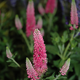 First Love Speedwell #1 gallon pot