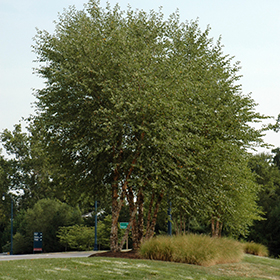Heritage River Birch (clump) #30 gallon pot