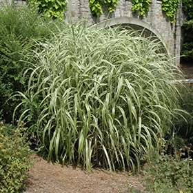 Cabaret Maiden Grass #5 gallon pot