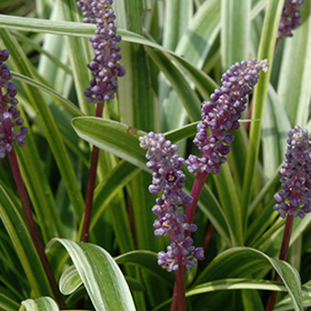 Variegata Lily Turf #1 gallon pot