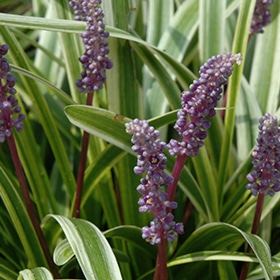 Variegata Lily Turf #1 gallon pot