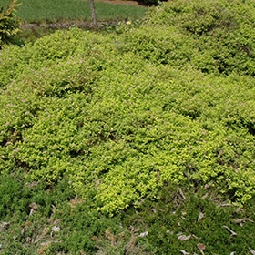 Golden Elf Spirea #2 gallon pot