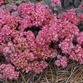Dazzleberry Stonecrop #1.5 gallon pot
