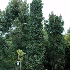 Slender Silhouette Sweet Gum #15 gallon pot