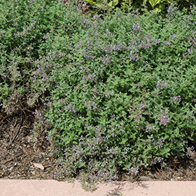 Junior Walker Catmint 4.25"/quart pot