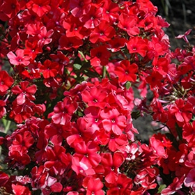 Orange Perfection Garden Phlox #1 gallon pot