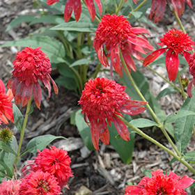 Double Scoop Mandarin Coneflower #1 gallon pot