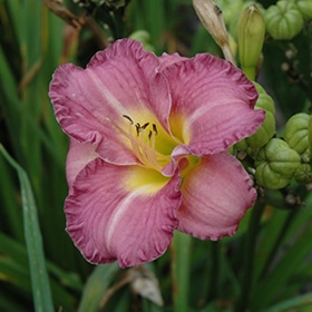 Entrapment Daylily #1.5 gallon pot
