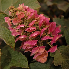 Ruby Slippers Hydrangea #3 gallon pot