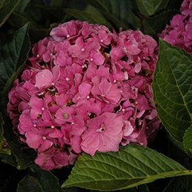 Red Sensation Hydrangea #3 gallon pot