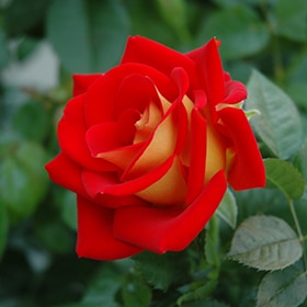 Ketchup And Mustard Rose #3 gallon pot