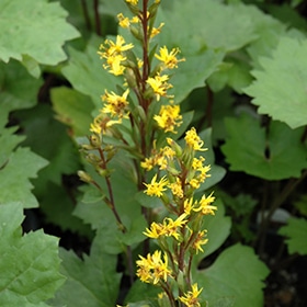 Bottle Rocket Rayflower #1.5 gallon pot