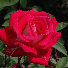 Love Rose #3 gallon pot