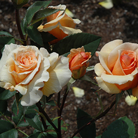 Brandy Rose #3 gallon pot