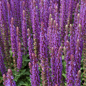 East Friesland Sage 4.25"/quart pot