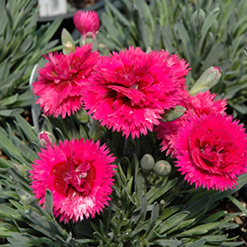 Starlette Pinks 4.25"/quart pot